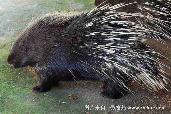 豪猪和刺猬有什么区别(豪猪和刺猬有什么区别)